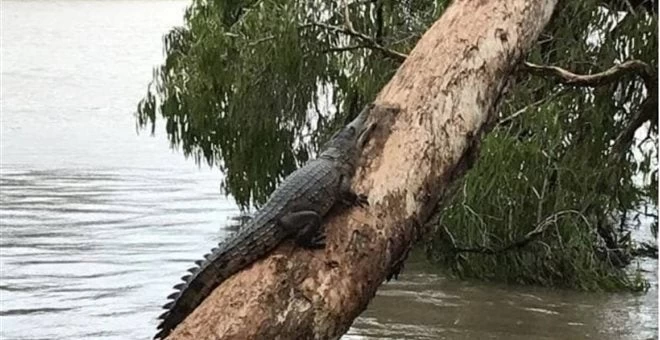 Θεομηνία στην Αυστραλία – Οι πλημμύρες έβγαλαν κροκόδειλους στους δρόμους (βίντεο)